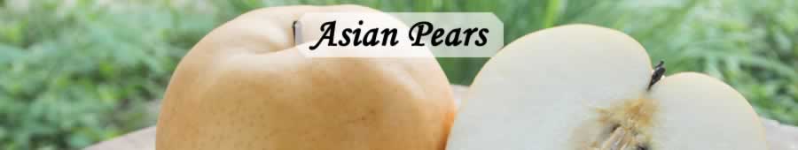 Asian Pears